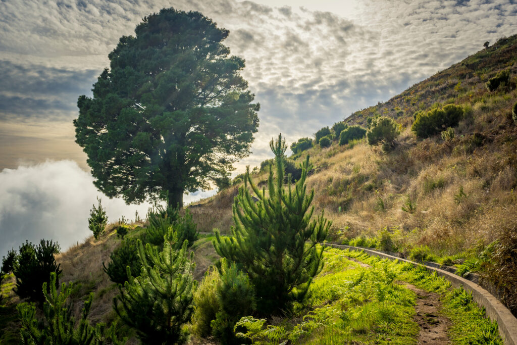 Levada walk in Madeira, close to Posto Florestal da Cova Grande, and levada Do Paul